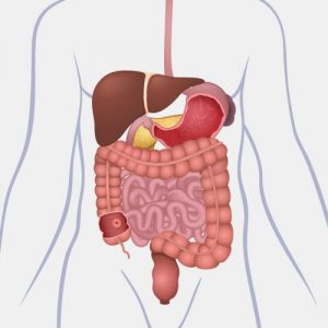 internal organs diagram